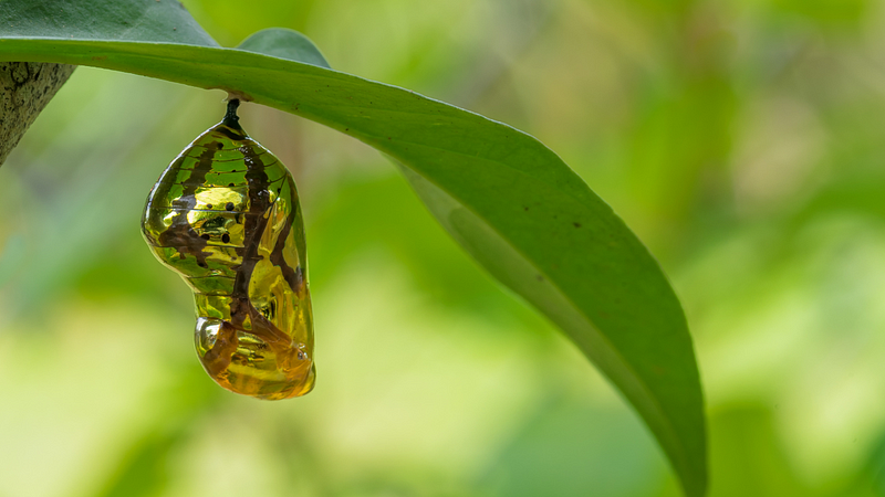 Butterfly emerging from the cocoon