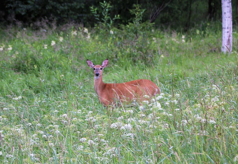 White-tailed deer in a meadow.