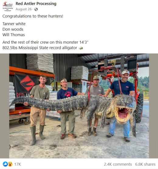 Colossal alligator caught in Mississippi