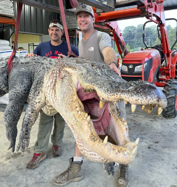 Gator graveyard in Mississippi