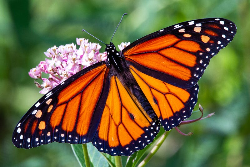 Monarch butterfly on milkweed