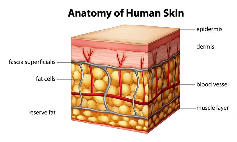 Lattice Structure of the Skin