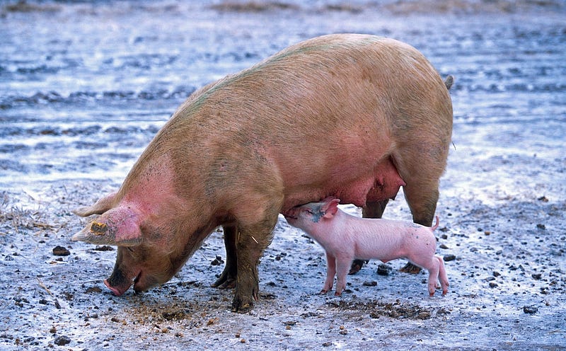 Skyscraper-style pig farms in China