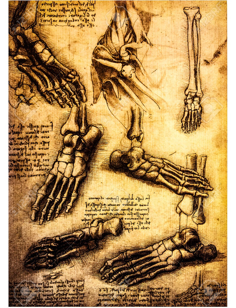 Leonardo's anatomical drawings