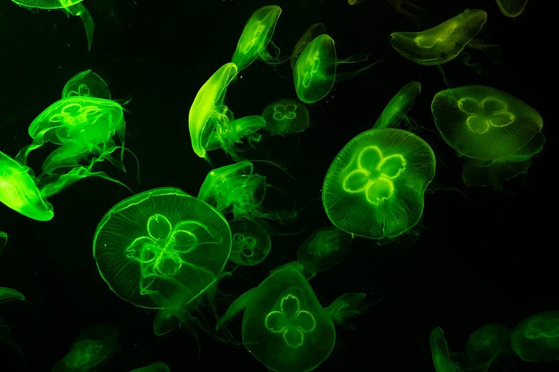 Underwater view of a jellyfish