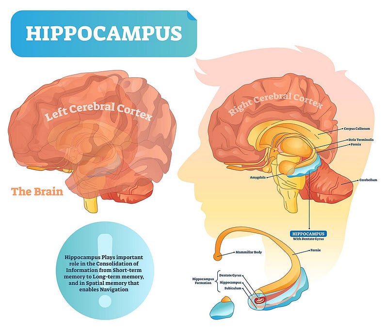 Brain function and sleep connection