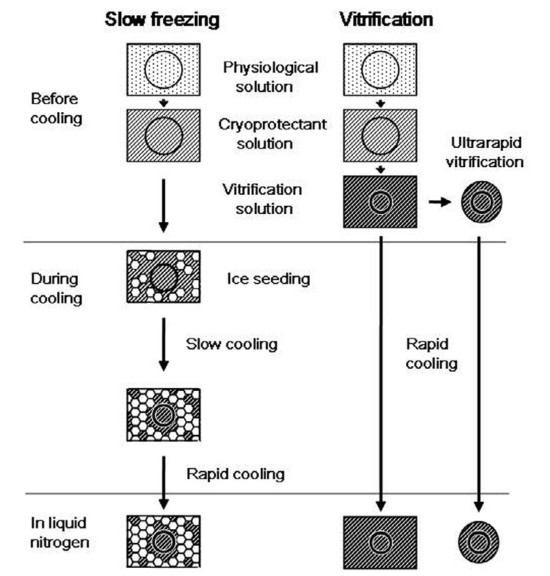 Embryo cooling stages