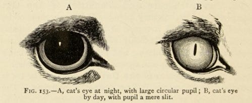 Cat pupil dilation in different light conditions