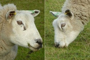 Grazing animals benefiting from panoramic vision