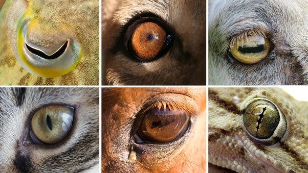 Unique pupil shapes in cuttlefish and geckos