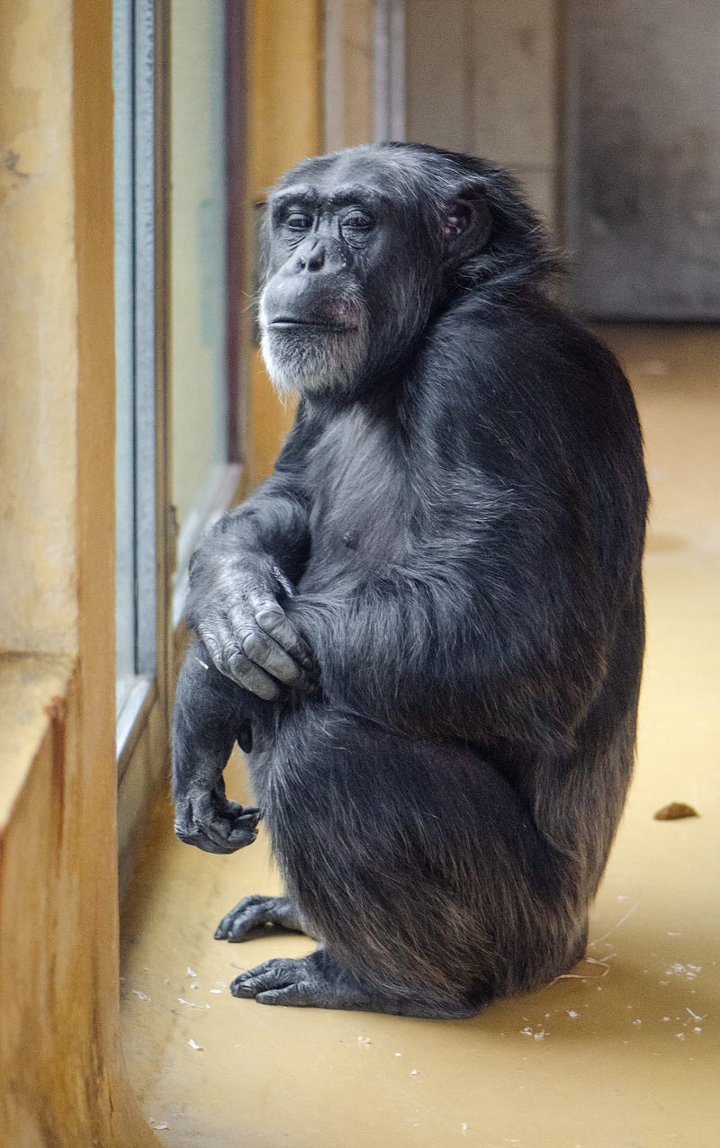 Capuchin monkeys engaging in trade