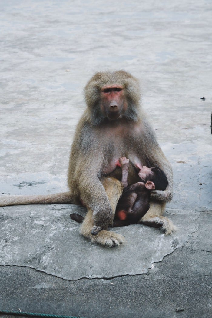 Monkeys interacting with tokens