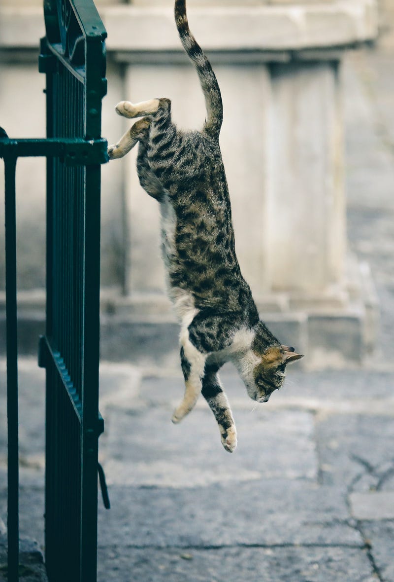 Cat performing a mid-air twist