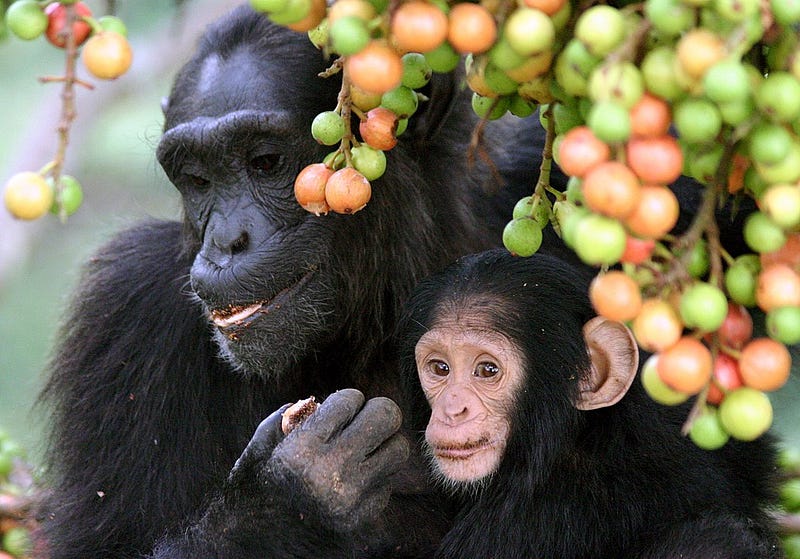 A mother chimpanzee with her offspring