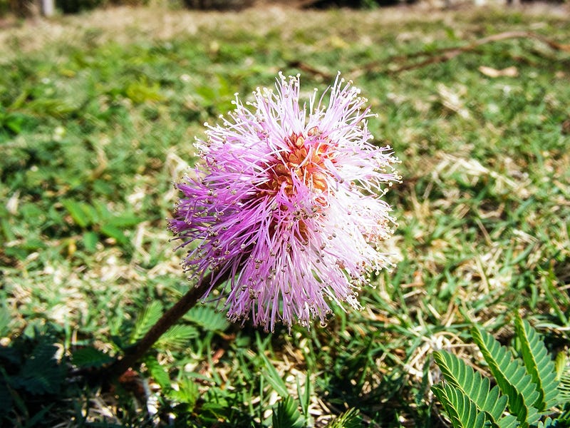 Unsustainable lawn care practices harming the environment