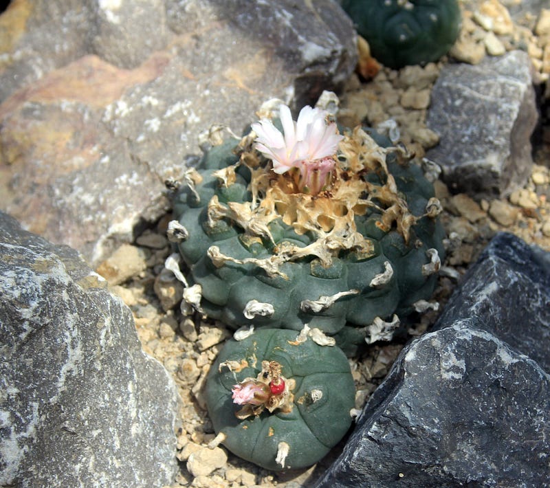 Peyote cactus used in spiritual rituals