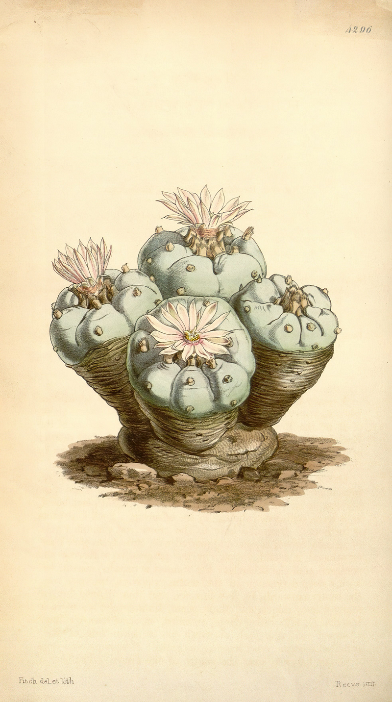 Historical botanical print of peyote