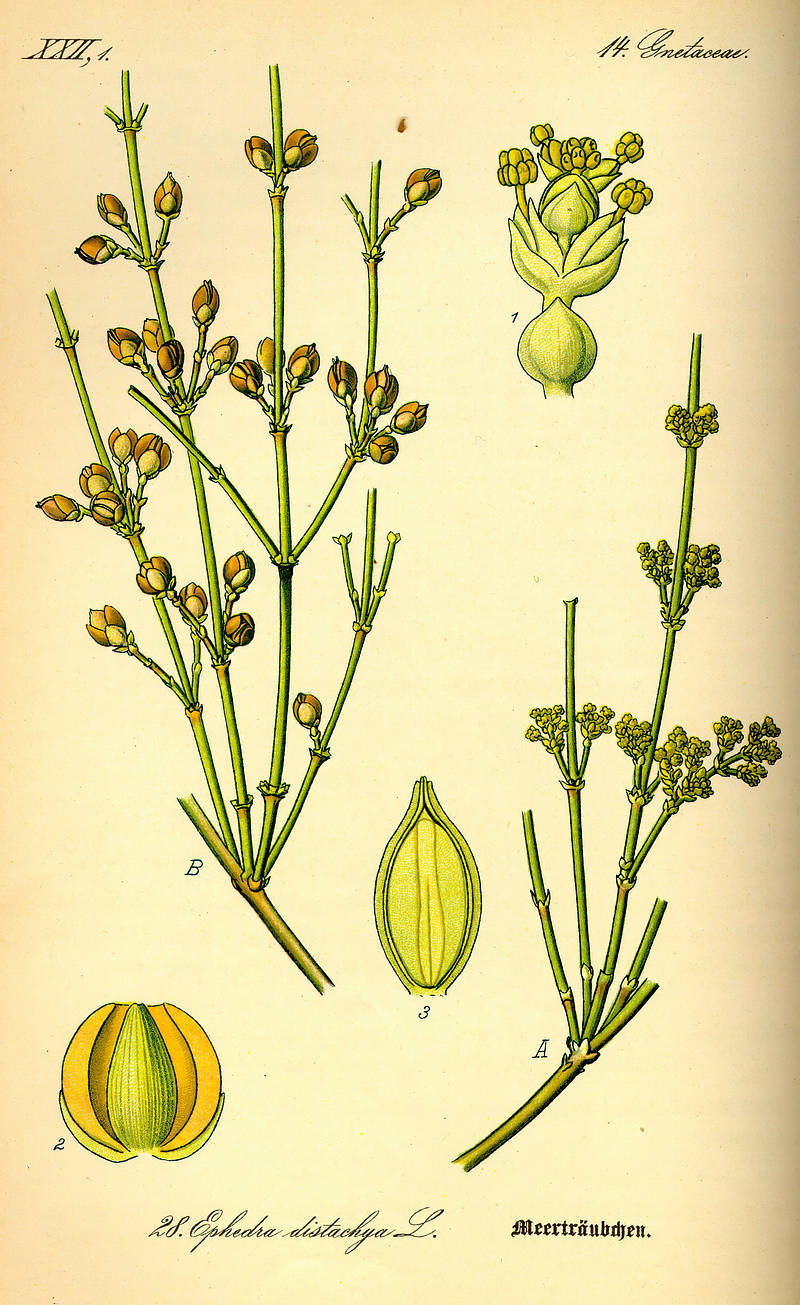 Botanical print of Ephedra distachya