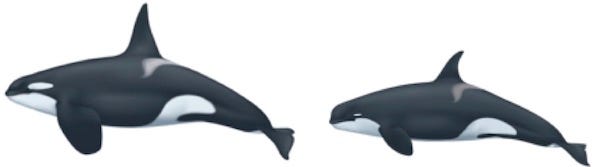 Comparison of regular and Type D killer whales