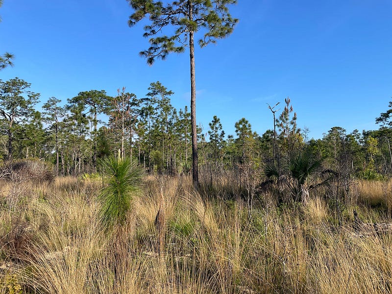 Pine flatwoods in Wekiwa Springs State Park