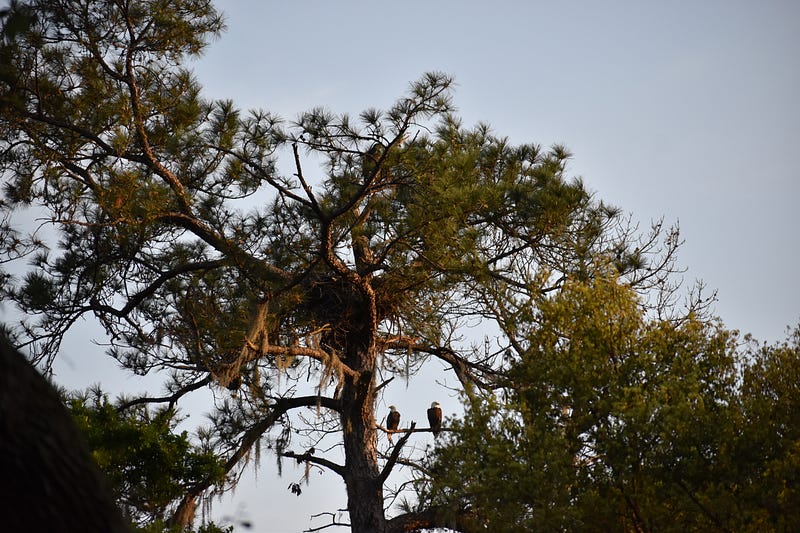 Longleaf pine providing habitat for eagles