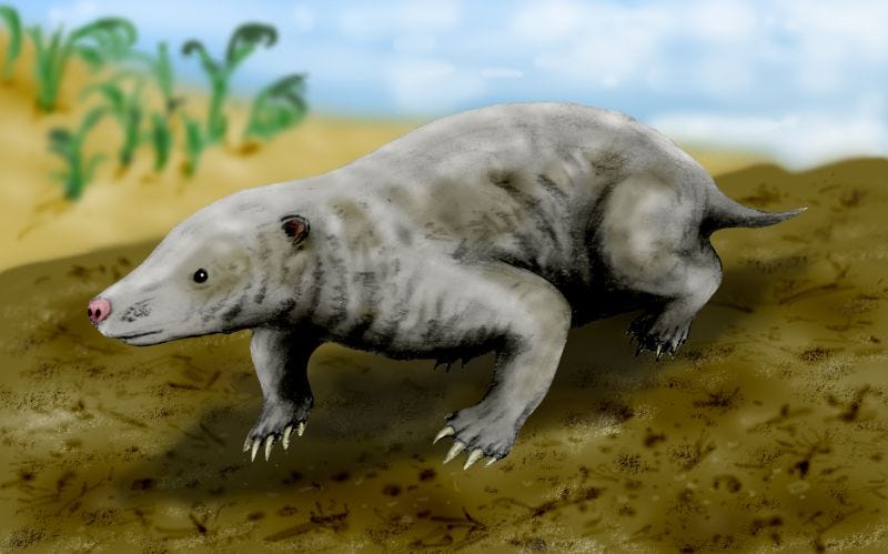 Fossil representation of ancient mammals