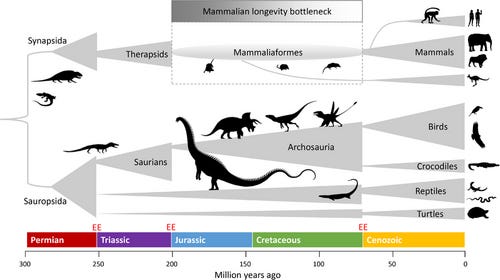 Evolutionary timeline of mammals