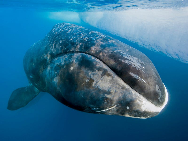 An image of a 200-year-old whale