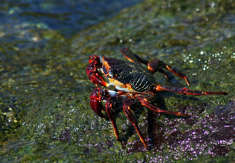 Sally Lightfoot crab on rocky shore